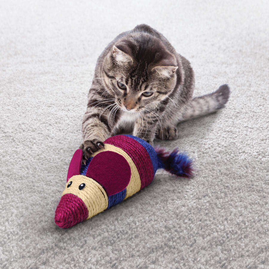Kong gatos top
